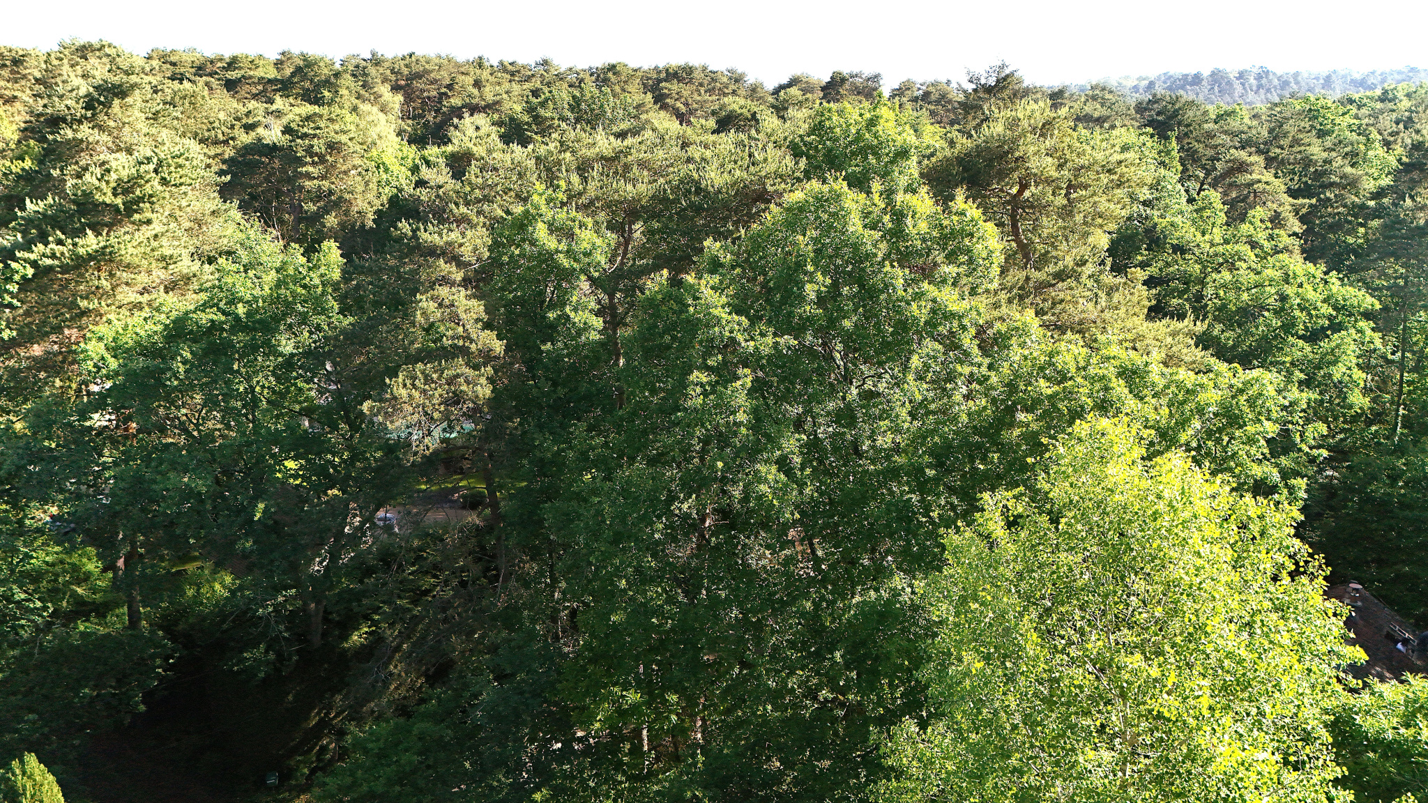COEUR DE FORET DE NOISY SUR ECOLE - MAISON INDIVIDUELLE